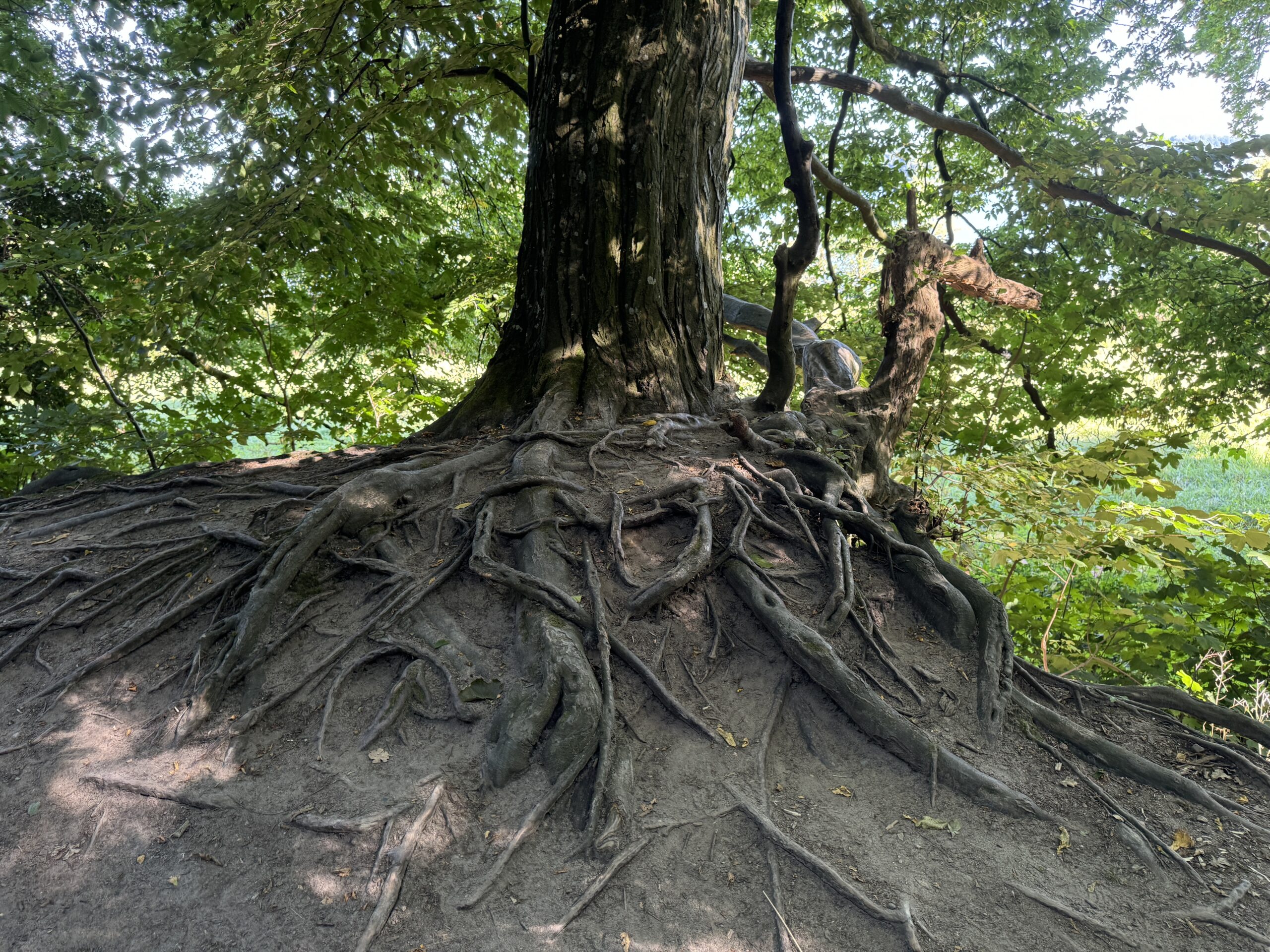 Alter-Baum-Wurzeln; Foto Reinhard Unruh