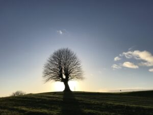 Baum-in-der-Wintersonne