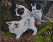 Junge-Katzen-auf-Entdeckungstour