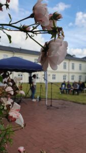 Ein Rosenzweig mit blassrosa Rosen.